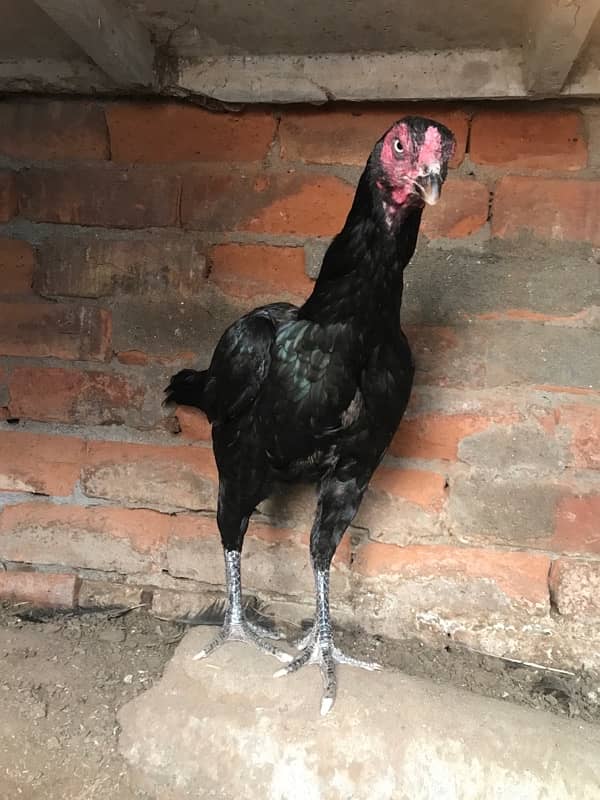 black aseel quality hen 4