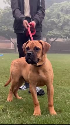 Bullmastiff male puppy