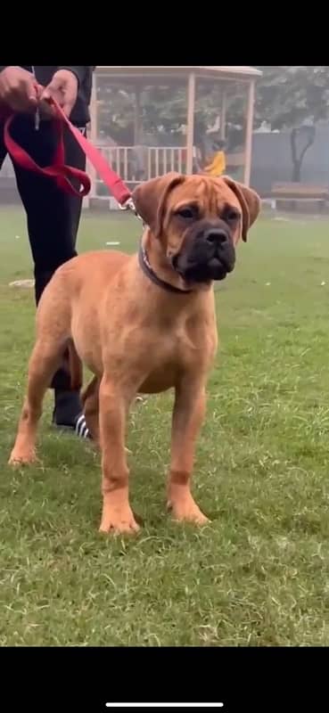 Bullmastiff male puppy 2