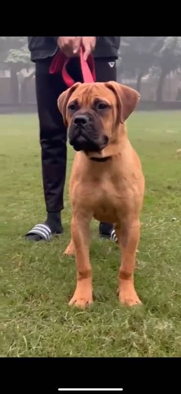 Bullmastiff male puppy 3