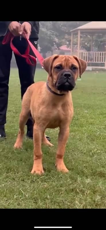 Bullmastiff male puppy 4