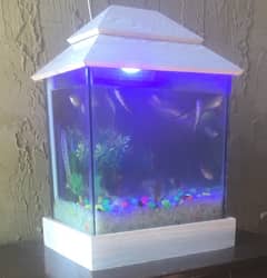 Imported glass aquarium with fishes