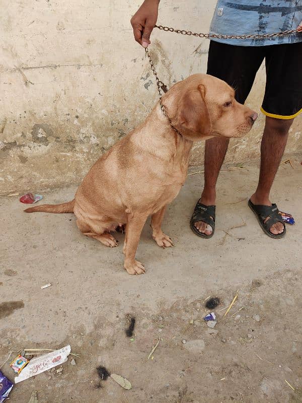 Labrador female for sale 0