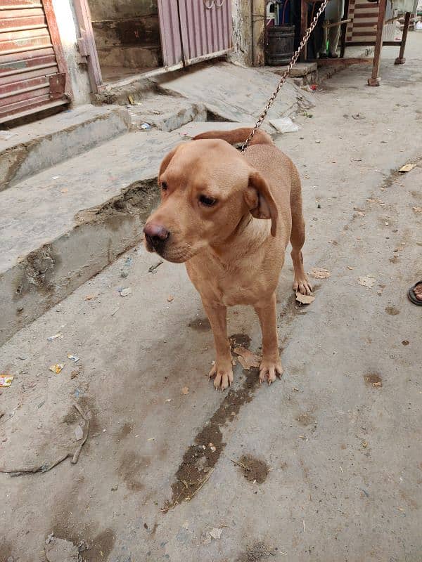 Labrador female for sale 1