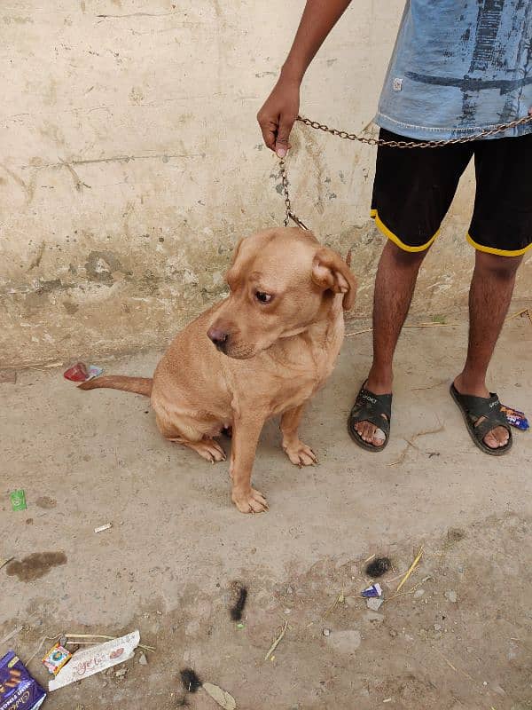 Labrador female for sale 2