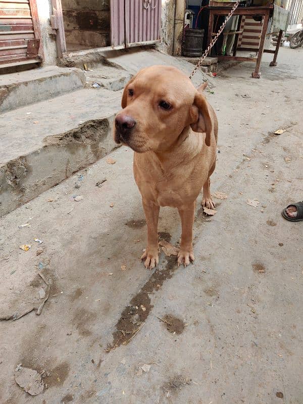 Labrador female for sale 3