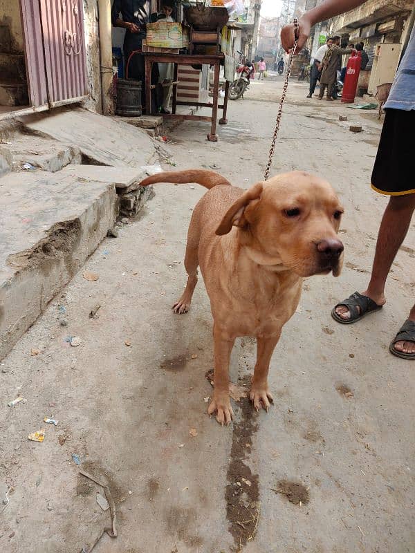 Labrador female for sale 4