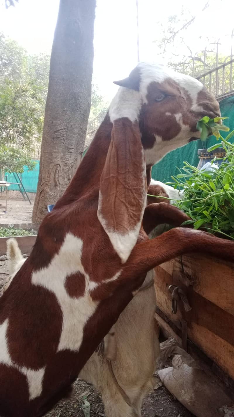 bakra |Nagra Bakra | kamori bakra | ablak bakra |goat 0