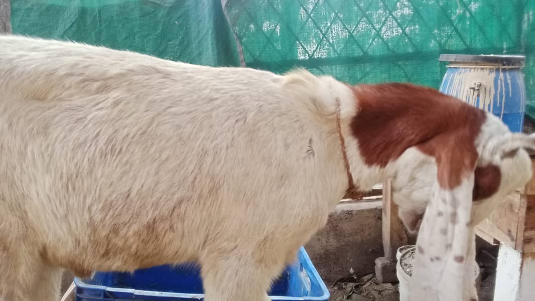 bakra |Nagra Bakra | kamori bakra | ablak bakra |goat 1