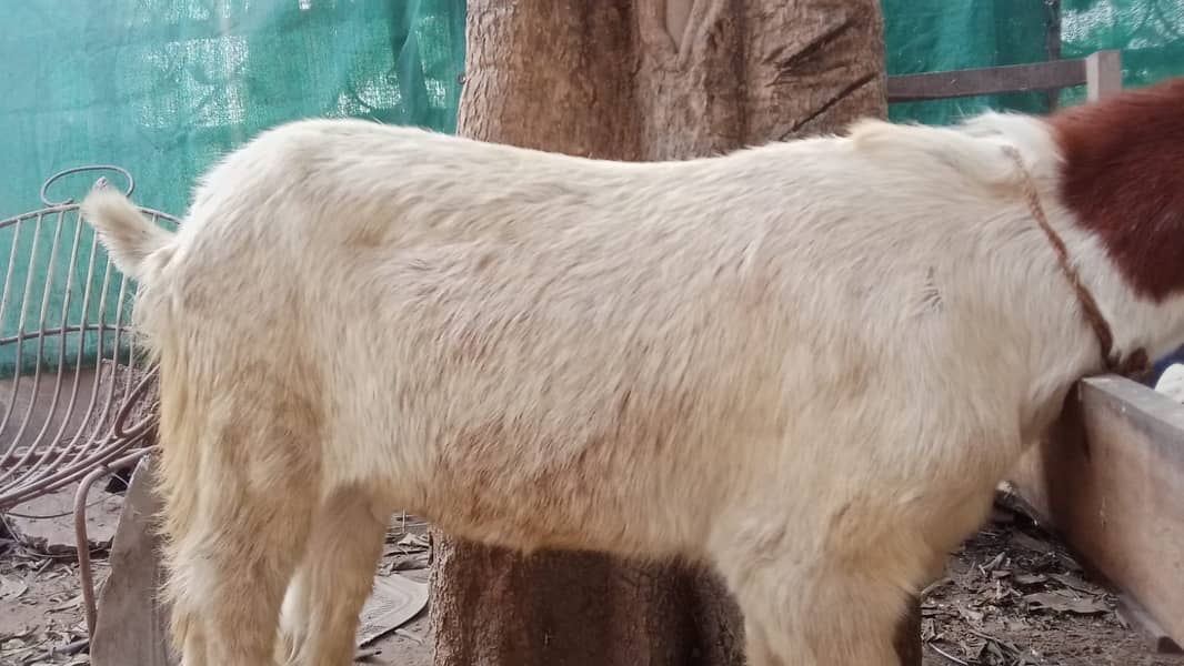 bakra |Nagra Bakra | kamori bakra | ablak bakra |goat 2