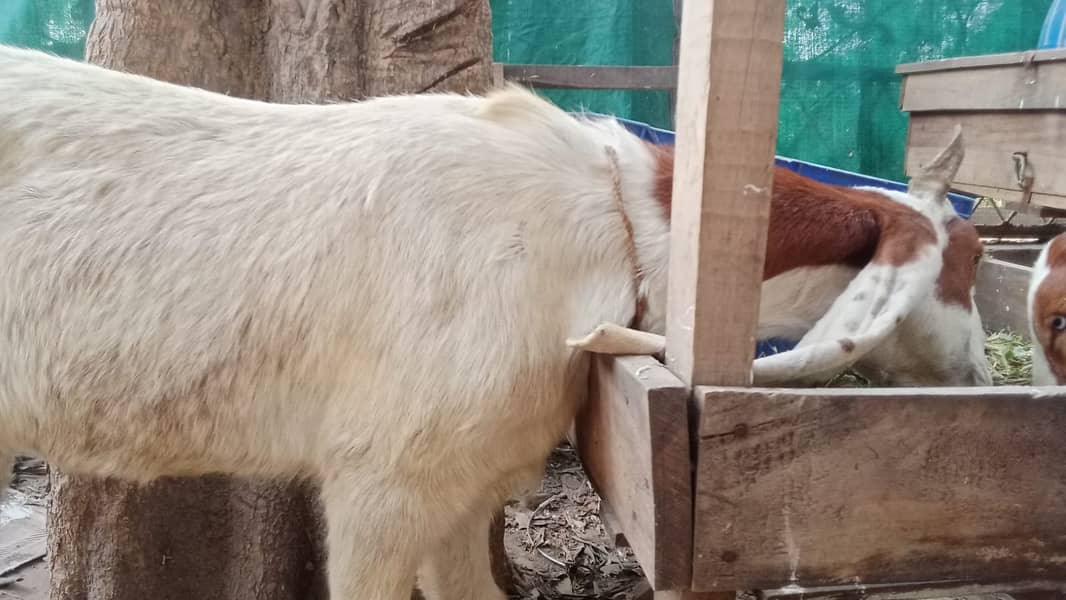 bakra |Nagra Bakra | kamori bakra | ablak bakra |goat 3