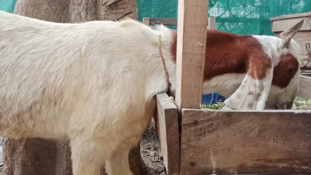 bakra |Nagra Bakra | kamori bakra | ablak bakra |goat 6