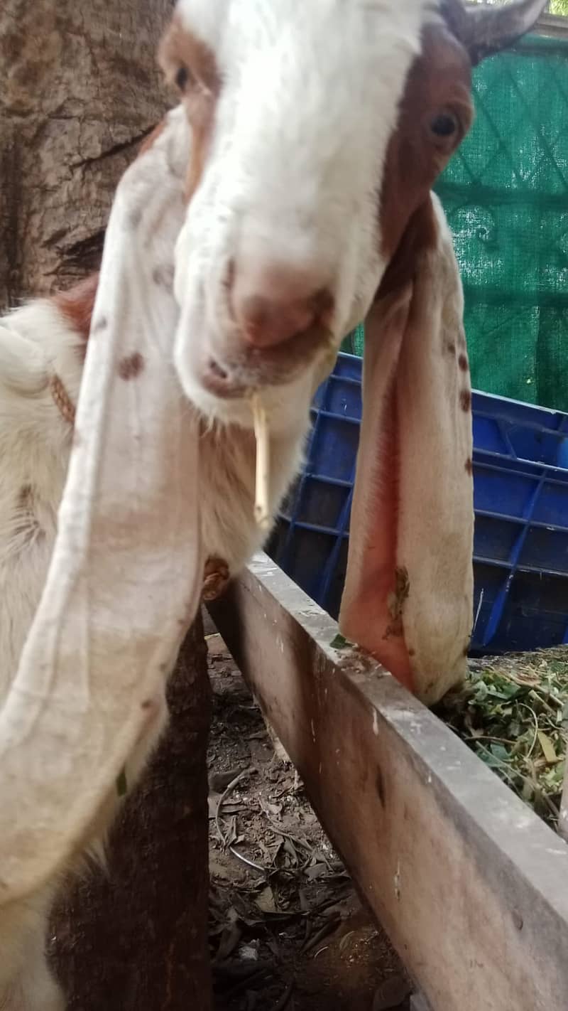 bakra |Nagra Bakra | kamori bakra | ablak bakra |goat 7