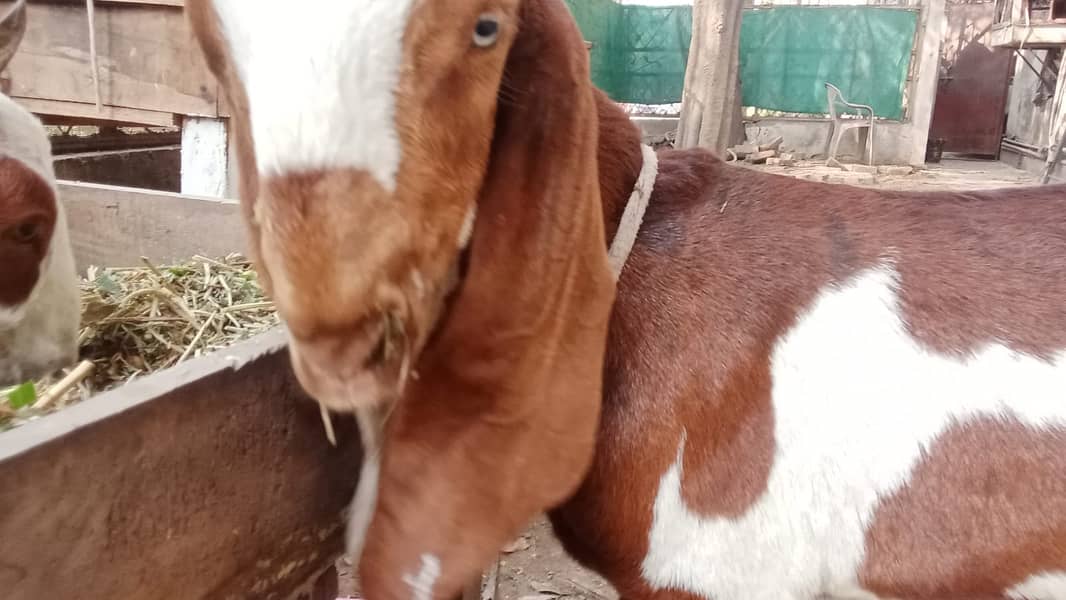 bakra |Nagra Bakra | kamori bakra | ablak bakra |goat 10