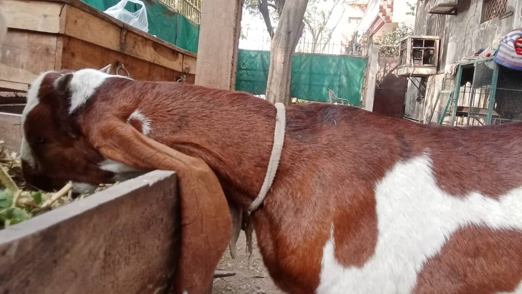 bakra |Nagra Bakra | kamori bakra | ablak bakra |goat 12