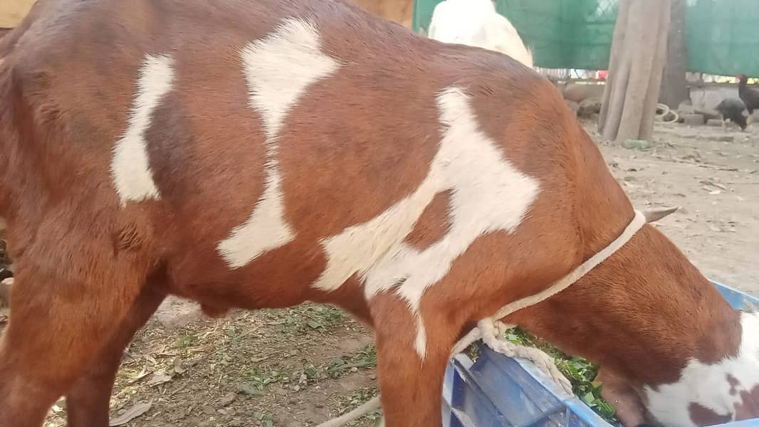 bakra |Nagra Bakra | kamori bakra | ablak bakra |goat 13