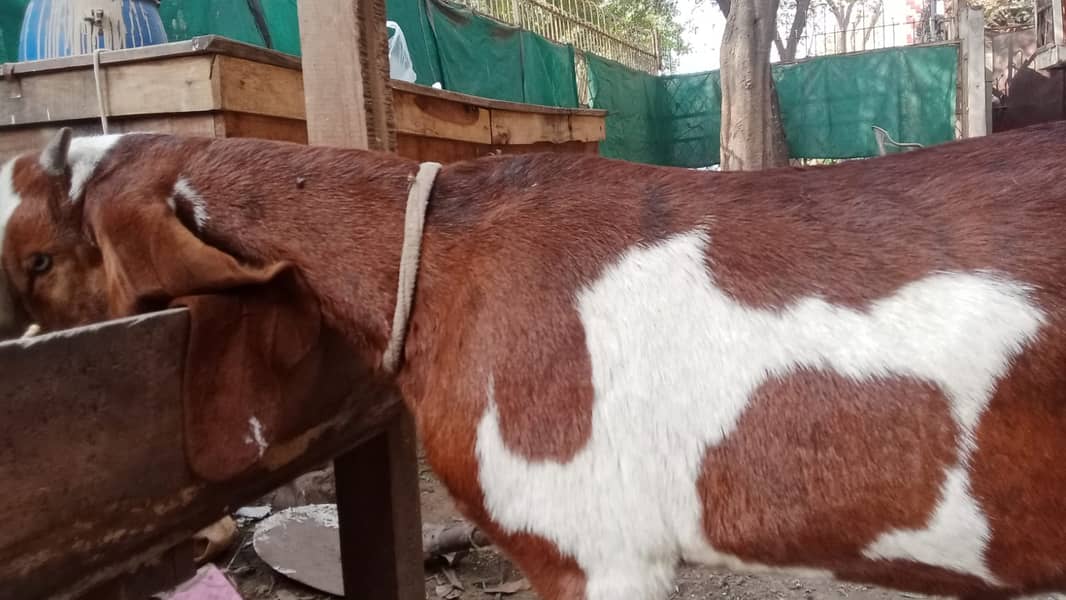 bakra |Nagra Bakra | kamori bakra | ablak bakra |goat 14