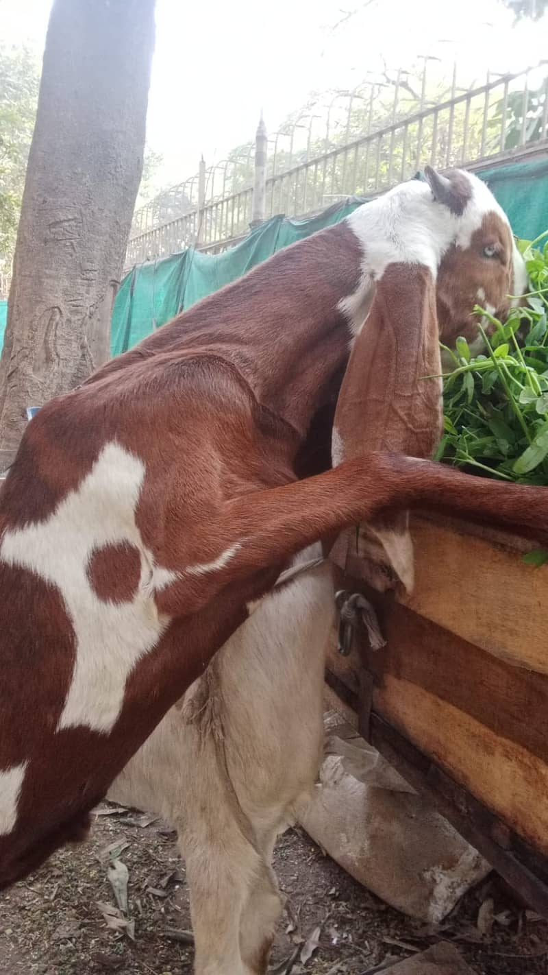 bakra |Nagra Bakra | kamori bakra | ablak bakra |goat 15