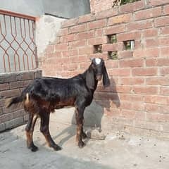 Daisi bakra for sale 0308 4493683