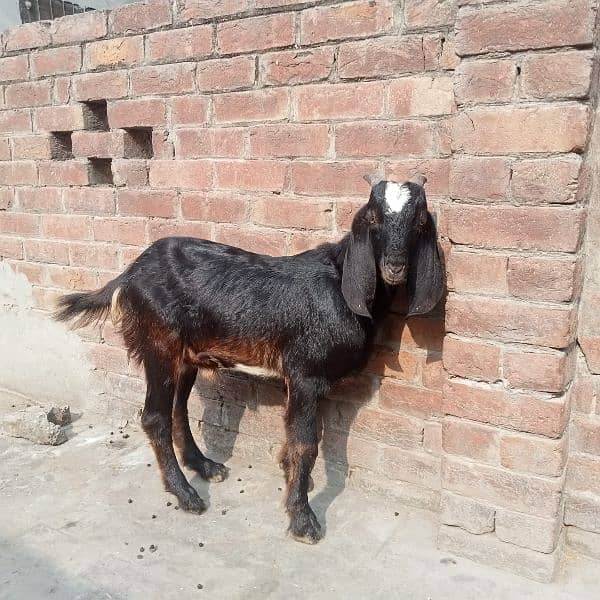 Daisi bakra for sale 0308 4493683 1