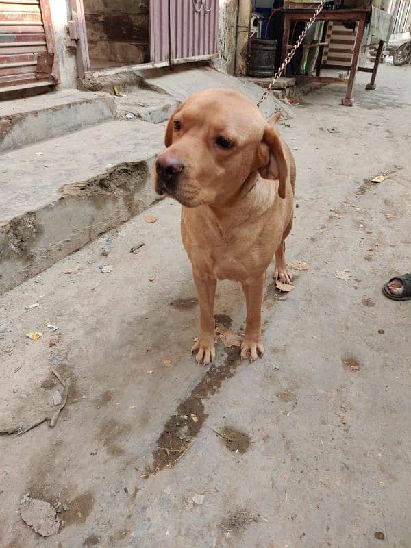 Labrador female available 1