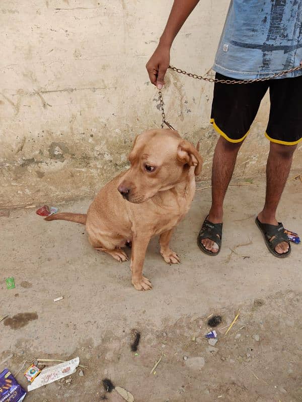 Labrador female available 4