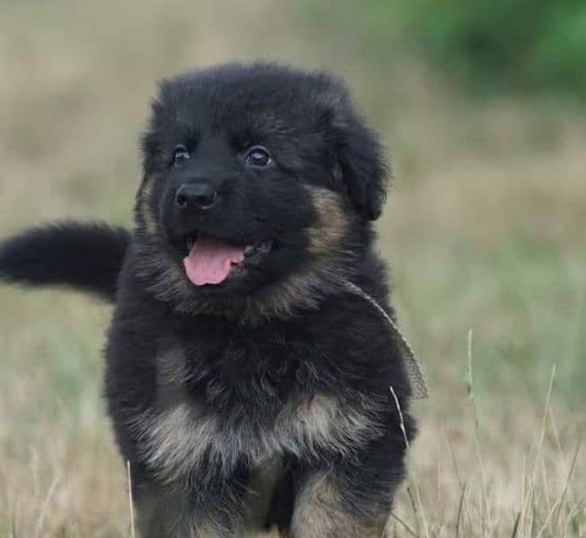 Jarman shepherd puppy 1