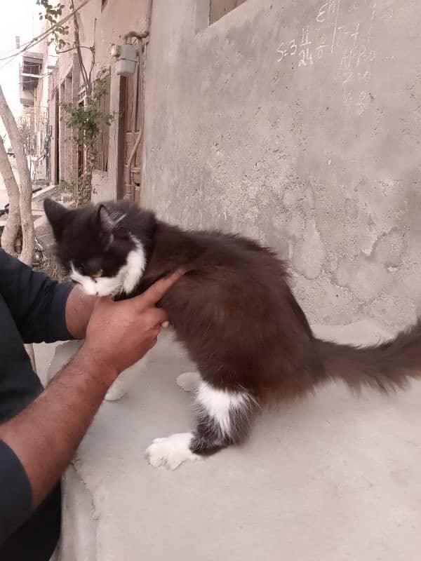 cat he age is ki 1.5 years ki he or ye Billi he 5