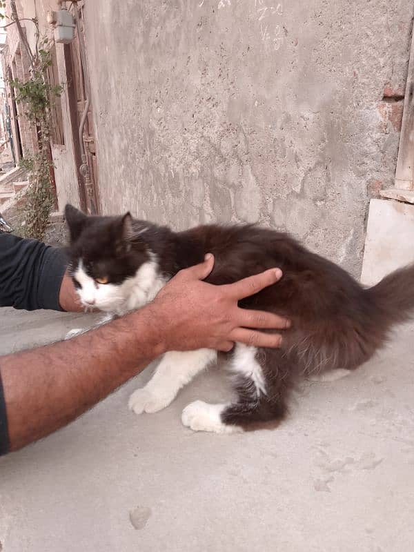 cat he age is ki 1.5 years ki he or ye Billi he 6