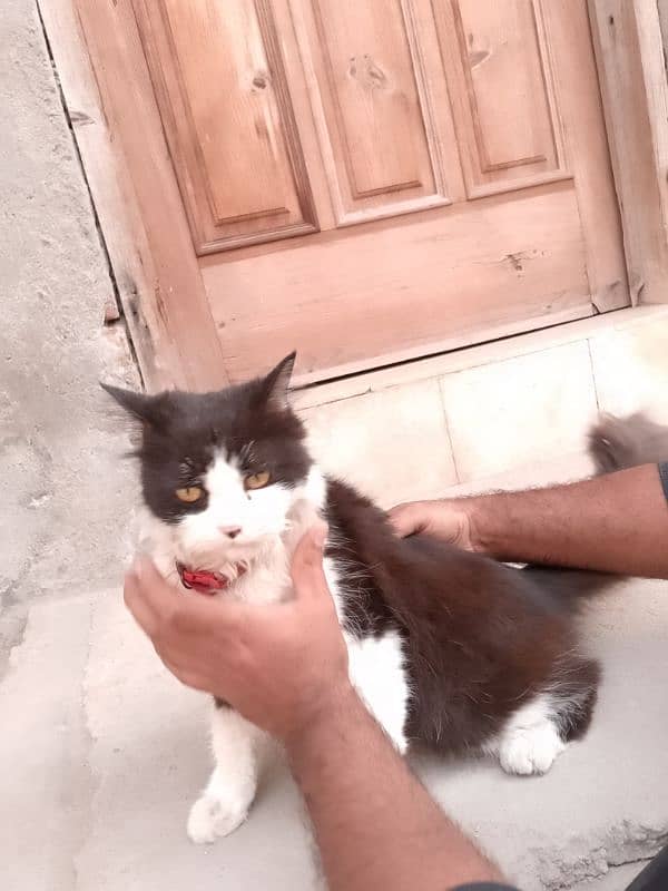 cat he age is ki 1.5 years ki he or ye Billi he 7