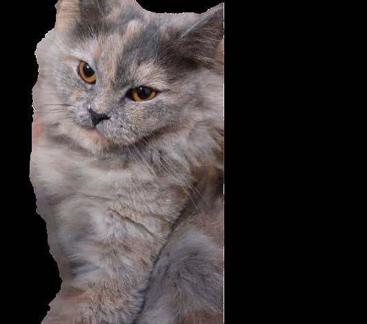 white Persian cat | Grey color | female ,  03008003560 1