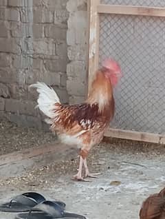 goldan misri males for sale