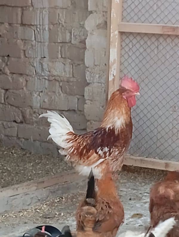 goldan misri males for sale 1