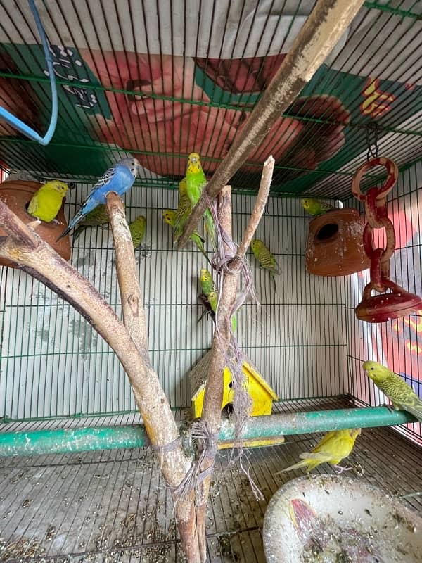 Australian Parrots with cage 0