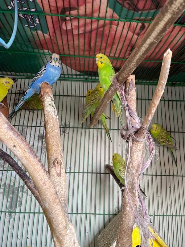 Australian Parrots with cage 1