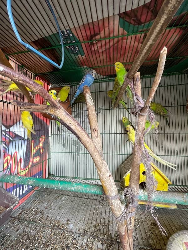 Australian Parrots with cage 2