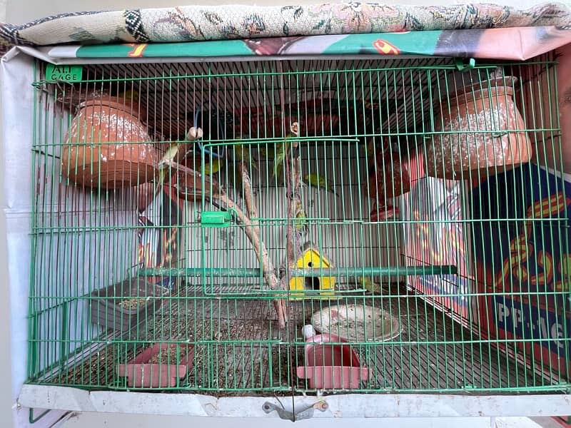 Australian Parrots with cage 3