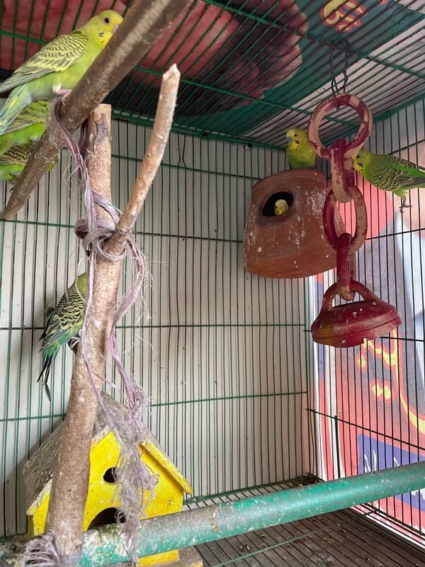 Australian Parrots with cage 4