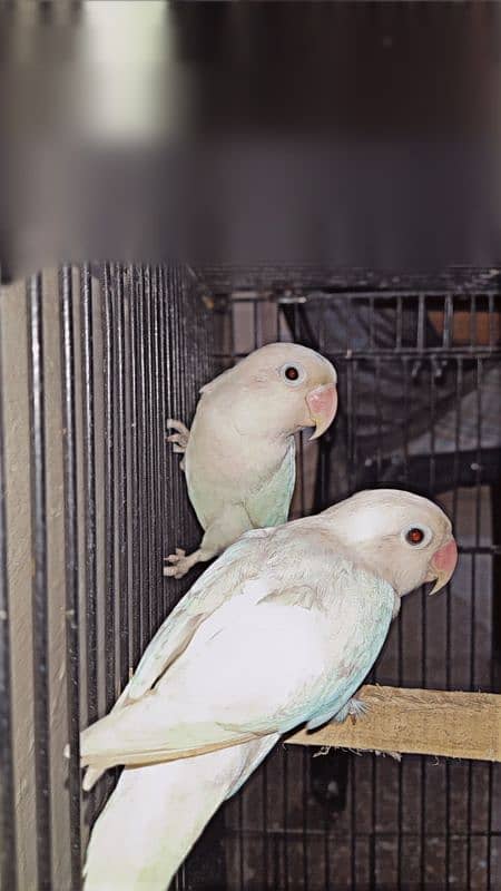 Albino split pair 100% 0