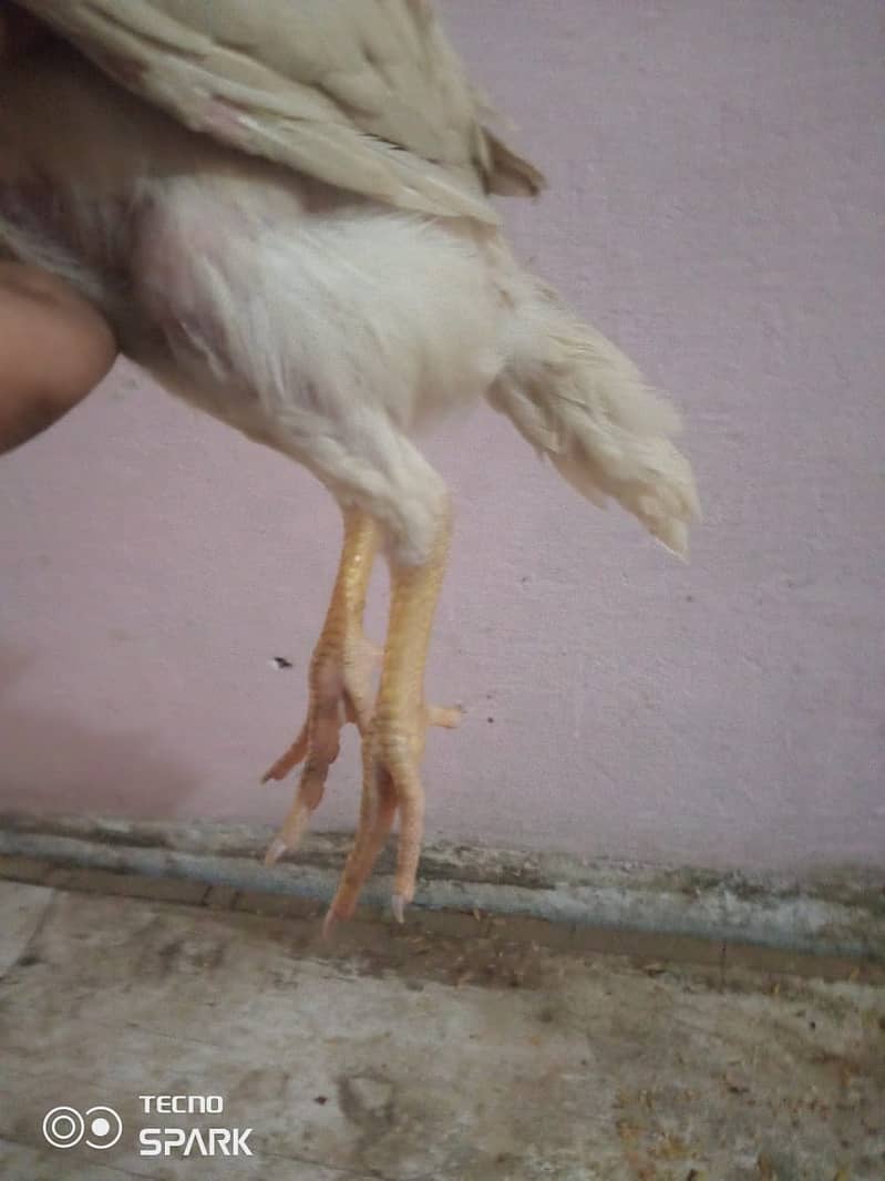 aseel shamo chick for sale urgent 0