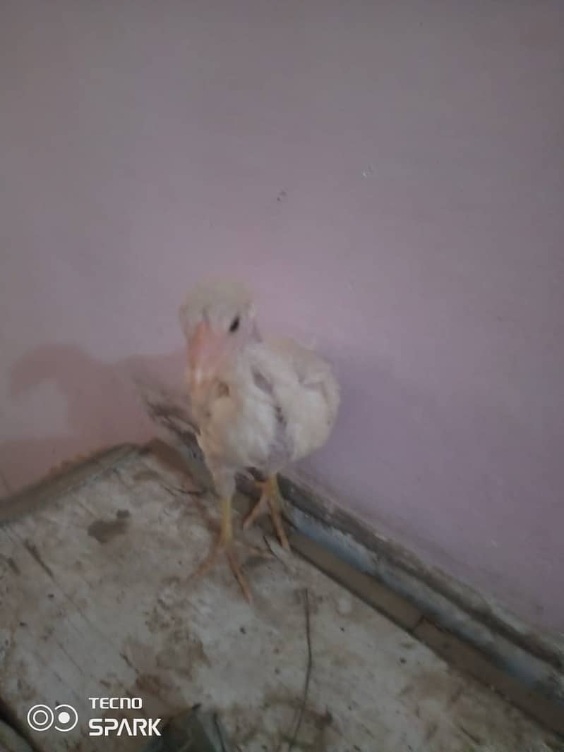 aseel shamo chick for sale urgent 3