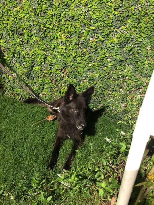 Female Belgian Shepherd 7