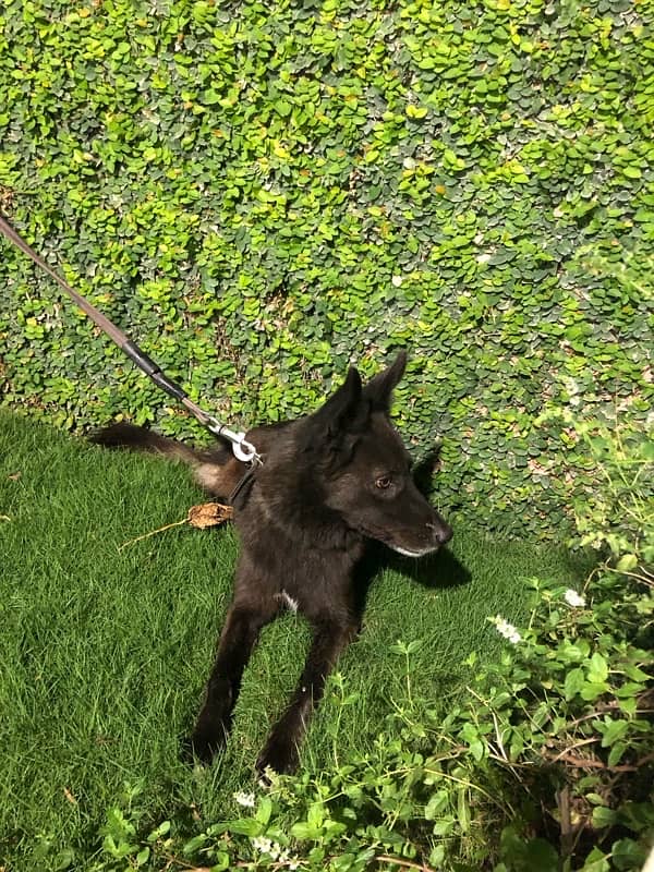 Female Belgian Shepherd 8