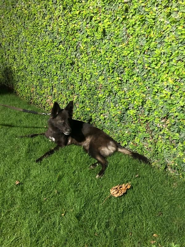 Female Belgian Shepherd 9