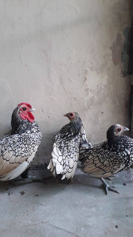 silver subright 1male and 2 female/whats app 03200146864 0