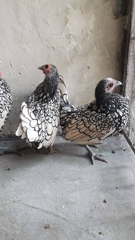 silver subright 1male and 2 female/whats app 03200146864 1