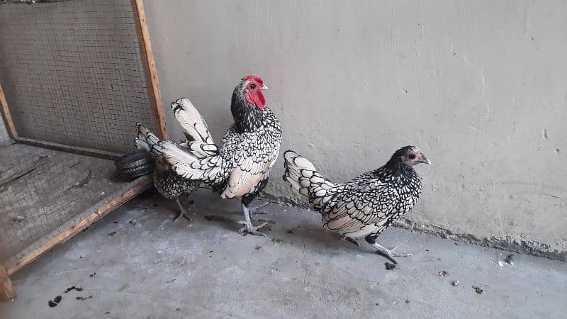 silver subright 1male and 2 female/whats app 03200146864 2