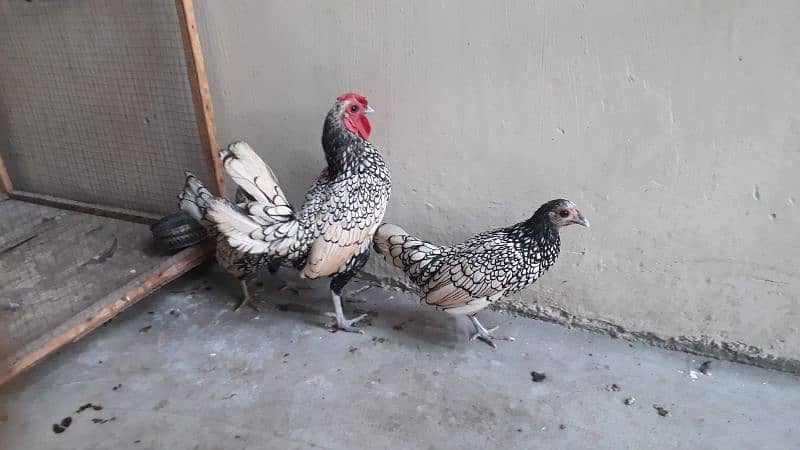 silver subright 1male and 2 female/whats app 03200146864 3