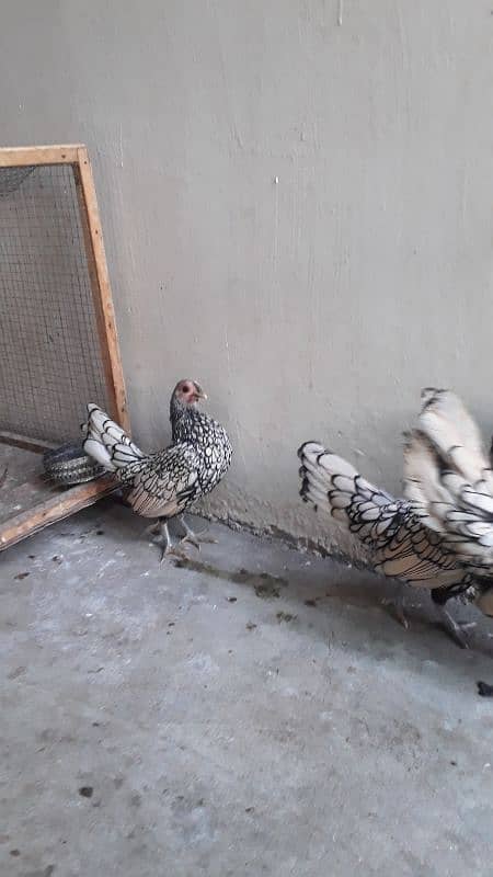 silver subright 1male and 2 female/whats app 03200146864 4