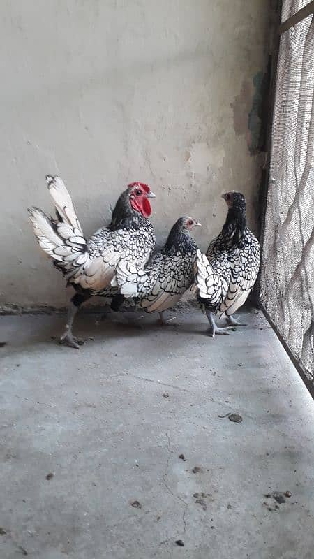 silver subright 1male and 2 female/whats app 03200146864 5